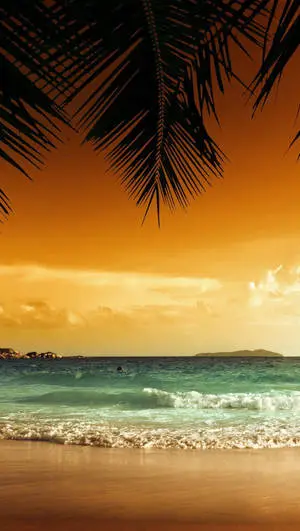 4K iPhone Coconut Leaves Sunset Beach