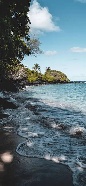 4K iPhone Trees On Beach Shore