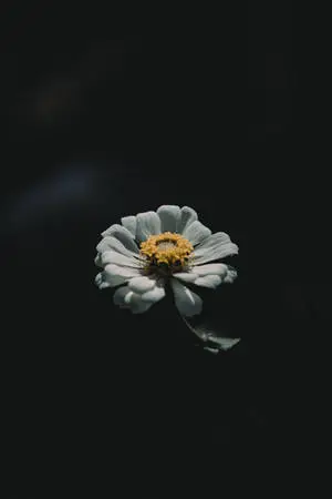 4k IPhone White Flower