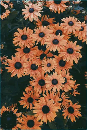 Aesthetic Flower Iphone