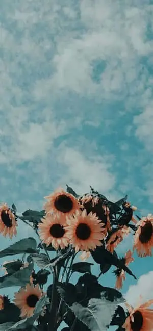 sunflowers in the sky with clouds