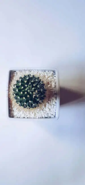 Enjoy the beauty of the latest iPhone 