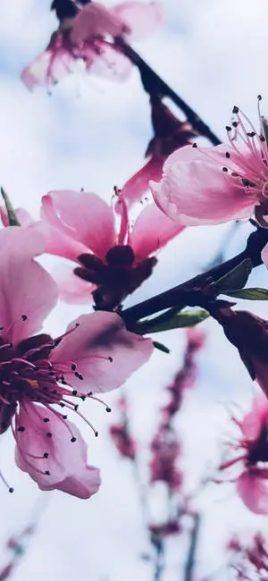  Caption: A Touch of Elegance with Aesthetic Cherry Blossoms for iPhone X 