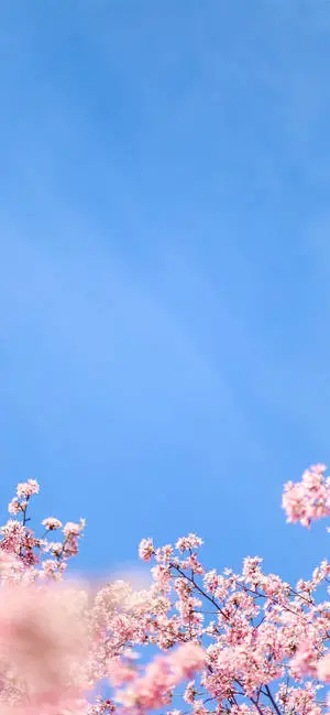 Aesthetic iPhone X White Cherry Blossom