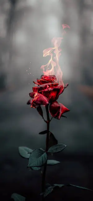 Burning Rose Aesthetic Iphone Xr