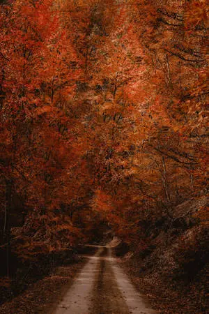 Aesthetic Red Road Iphone Xr