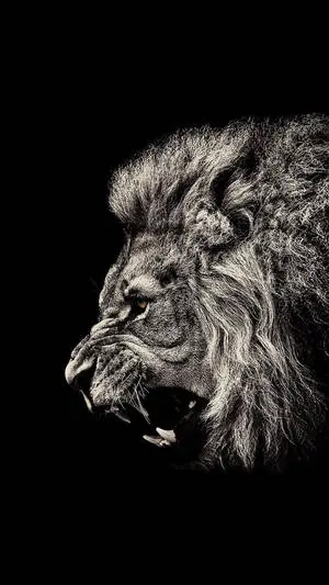 Angry Lion iPhone Art
