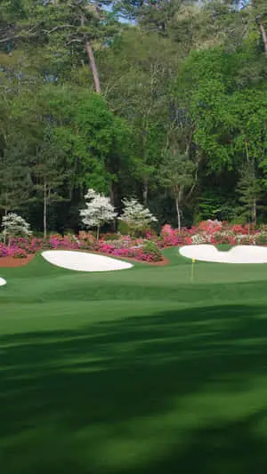 Pink Bushes In Augusta National Iphone