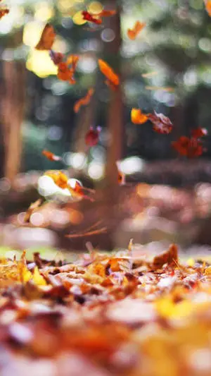 Autumn Leaves Iphone