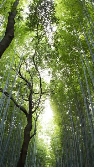 Bamboo Lush Leaves Canopy IPhone