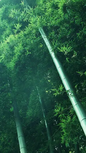Bamboo Poles And Leaves IPhone