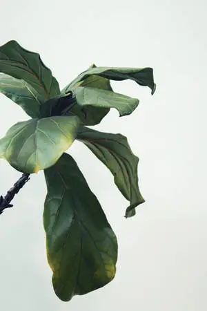 Embrace Nature's Design with a Spectacular Fiddle Leaf