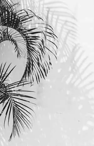Palm Leaves In Black And White Aesthetic Phone