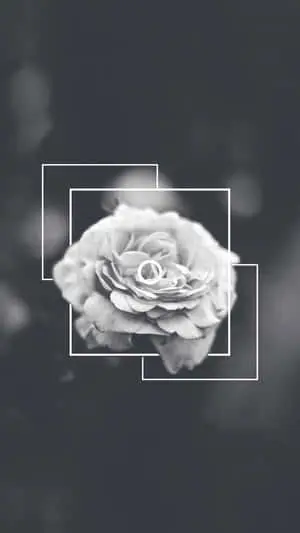Rose Flower Black And White Aesthetic Phone
