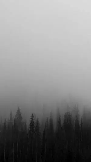Black And White iPhone Foggy Trees