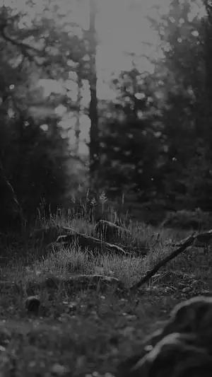 Black And White iPhone Forest Ground