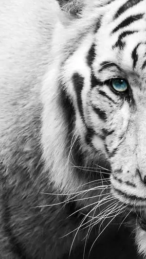 Black And White iPhone Tiger