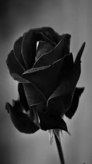 Unveiling Beauty with a Black Rose iPhone Wallpaper