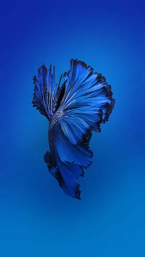 Blue Siamese Fighting Fish Iphone