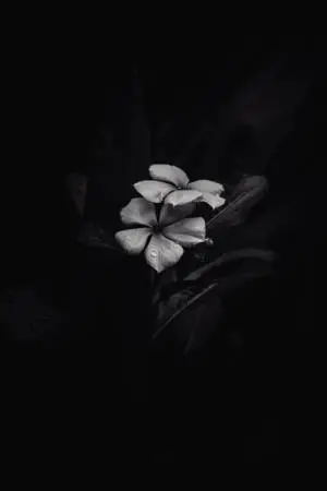 BW Frangipani iPhone Dark