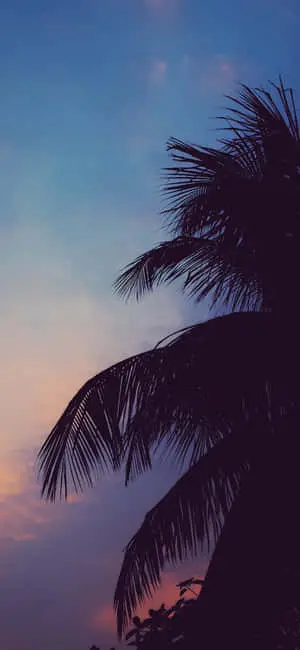 Chill Aesthetic Silhouetted Palm Tree