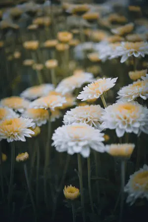 Chrysanthemum White Flowers