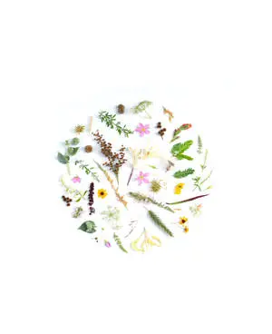 Circle Of Flowers Background