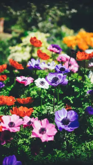 Colorful Flowers Blooming Iphone