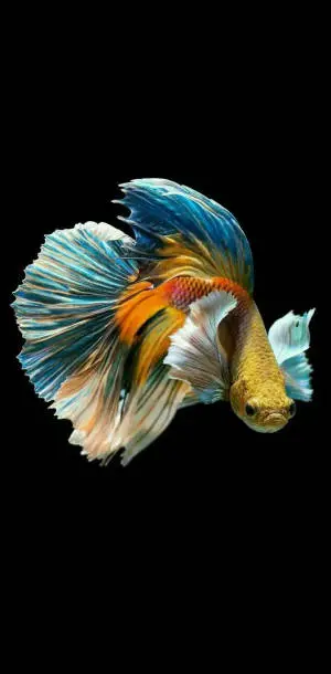 Colorful Siamese Fighting Fish Iphone
