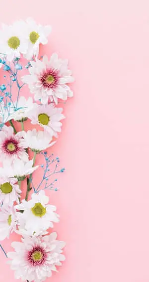 white and blue flowers on a pink background