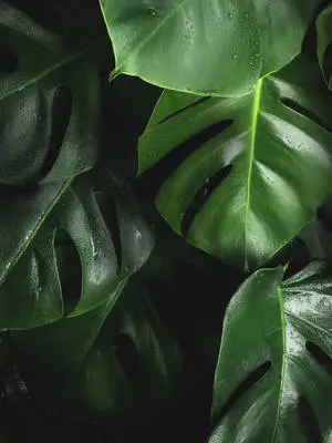Dark Green Monstera