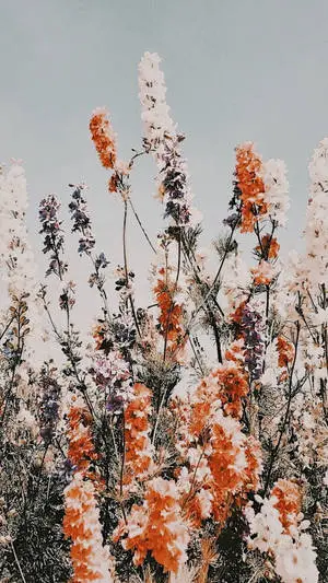 Desaturated Flowers Aesthetic