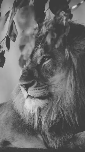 Dried Tree Leaves Lion Iphone