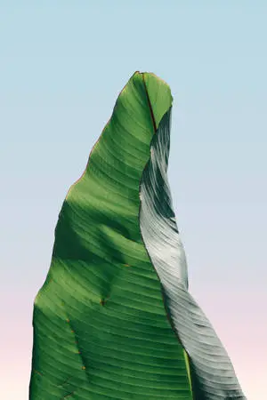 Embracing Autumn - Glistening Fall Leaves on iPhone Screen