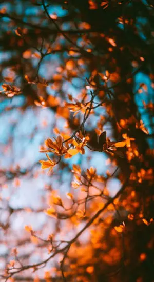 Fall Aesthetic iPhone Blurry Red Leaves