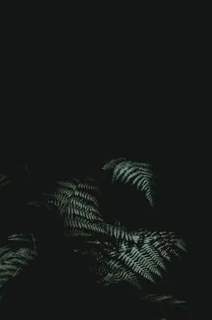 Fern Black IPhone