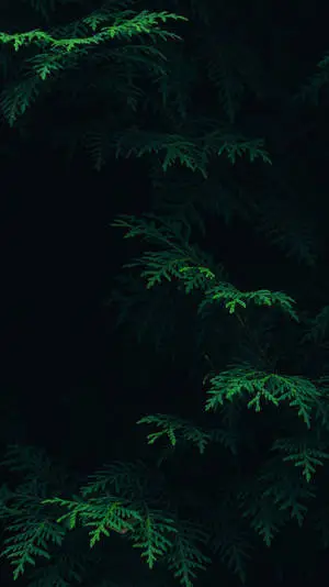 Fern Leaves Green iPhone