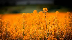 Field Orange Flowers Aesthetic