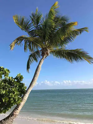 Idyllic Florida Beach With Tropical Coconut Tree