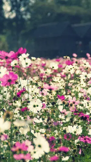 Flower Field Floral Iphone