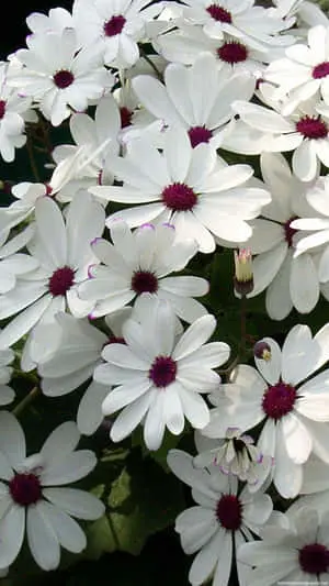 An Authentic Iphone Wallpaper with a Beautiful Flower. 