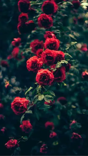 red roses in the dark