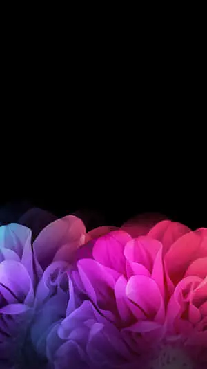 a black background with colorful flowers