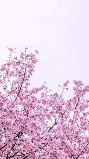 pink cherry blossoms on a tree