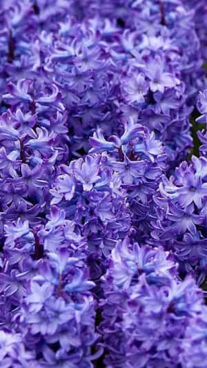 a close up of purple flowers in a garden