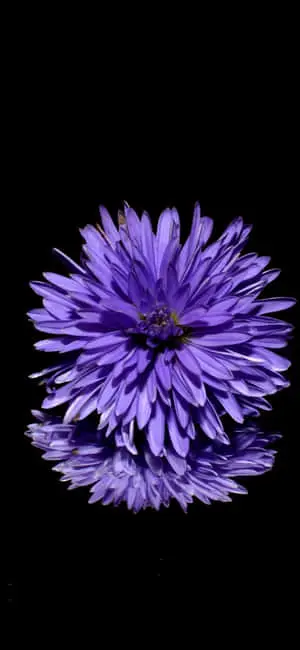 a purple flower is reflected on a black surface