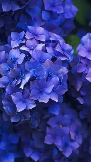 Embrace Beauty with the Flower iPhone 