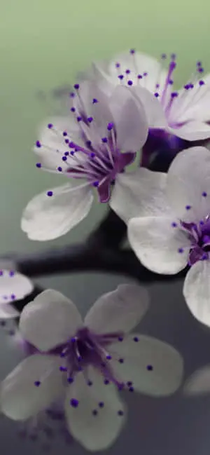 A Bloom of Beauty - Flower iPhone Wallpaper