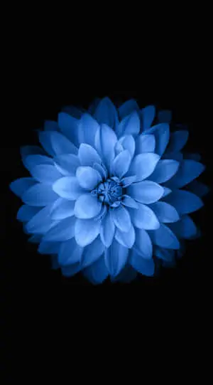 Stylishly Make a Bloom: Our Flower iPhone