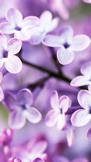 Feel the beauty of nature with Flower Iphone